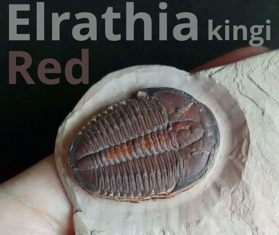 三葉虫　エルラシア　レッド　特大　33mm　ＵＳＡ　完全体　極美麗　極めて希少