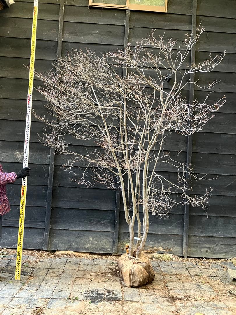 20 山採り　ドウダンツツジ