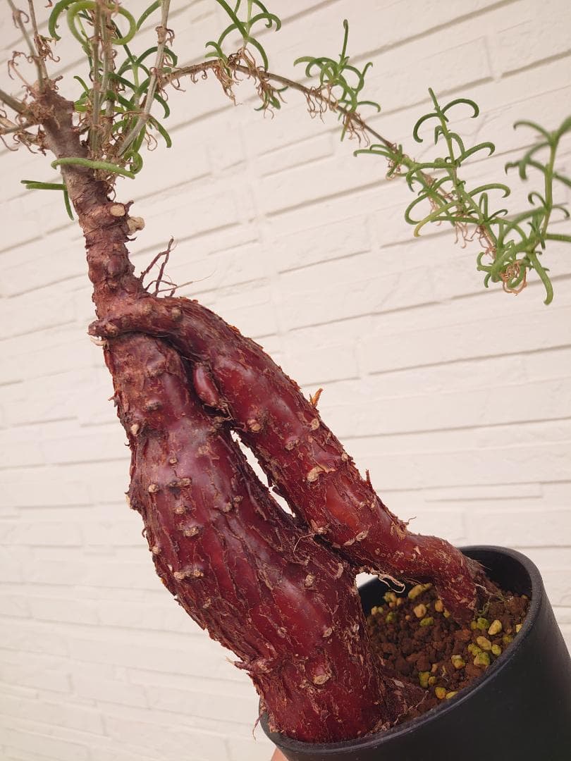 メストクレマ ツベローサム