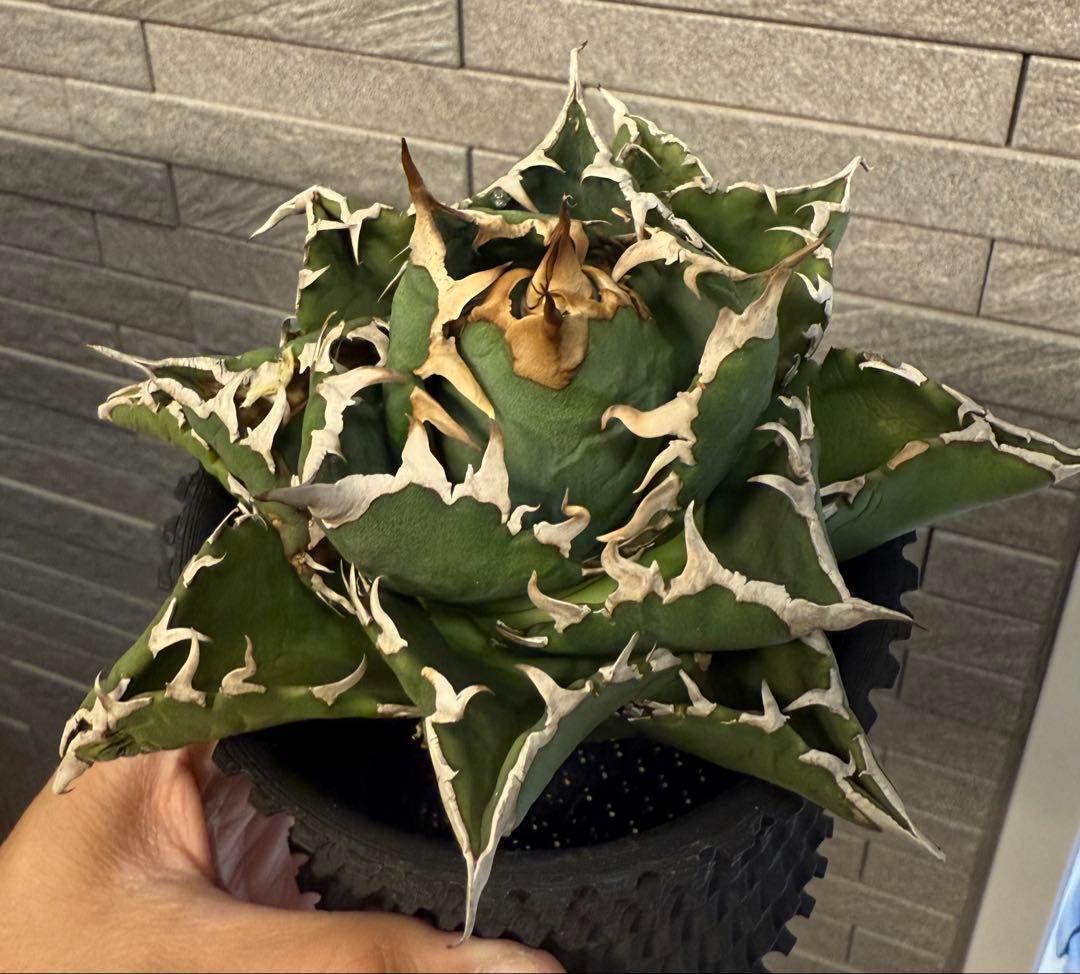 アガベ 白い縁取り