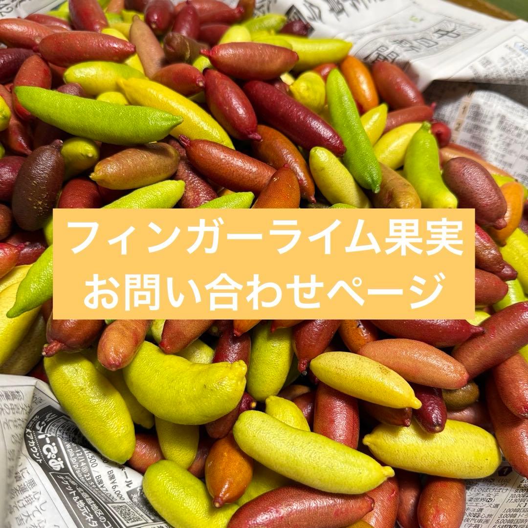 フィンガーライム　お問い合わせ　柑橘　レモン　ライム