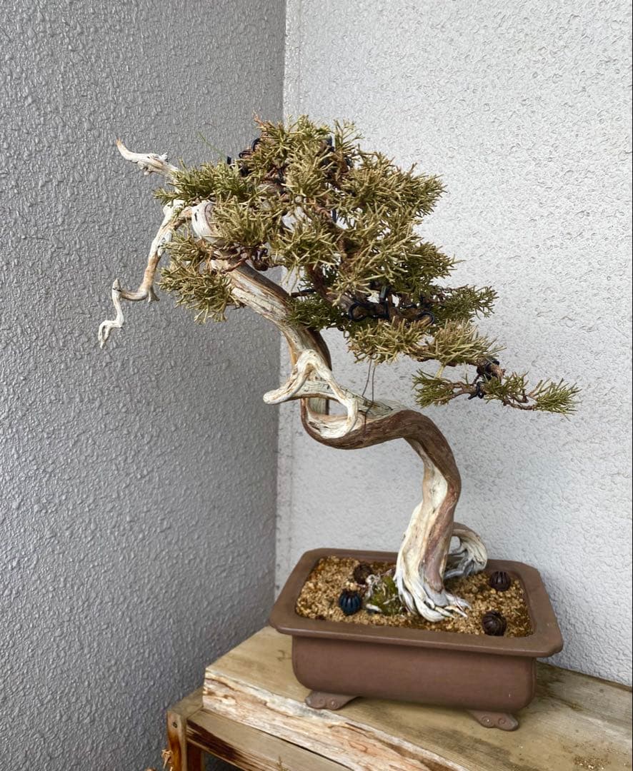 山木 真柏 山採り 樹高45cm 盆栽