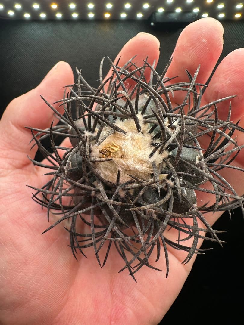 【サボテン_グリセオビオラセア】グリセオビオラセア 栗星玉 ３