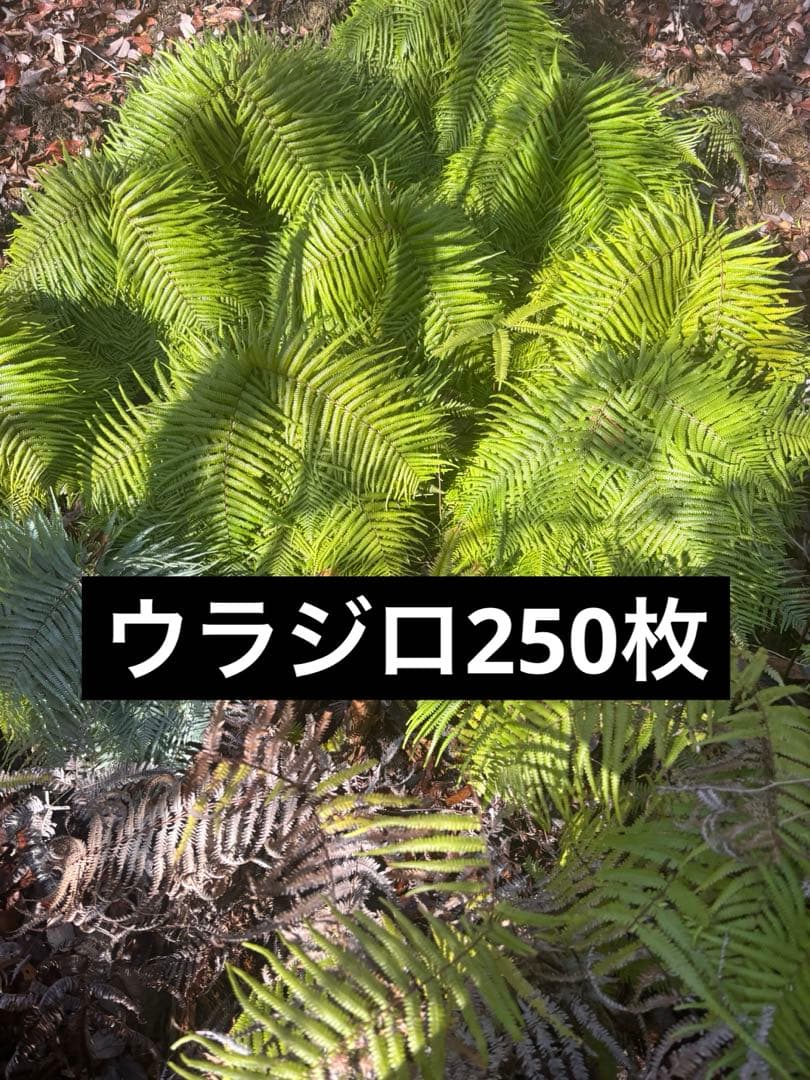 ウラジロ　エディブルフラワー　飾り葉