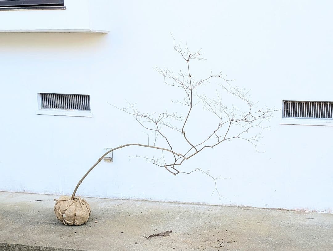 珠玉。山採りドウダンツツジ。