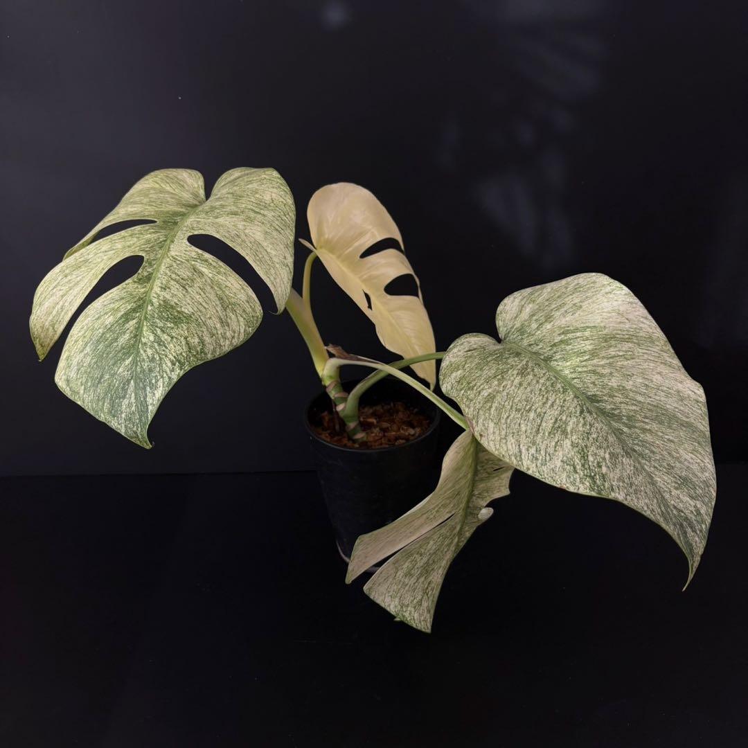 【1458115】モンステラ デリシオーサ フルミント 4号鉢