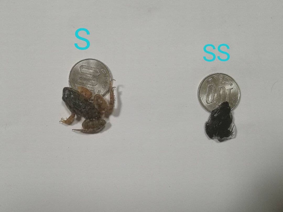 二百匹【冷凍】SS 餌用カエル ヌマガエル エサ用 爬虫類 蛇の餌 ヘビ トカゲ