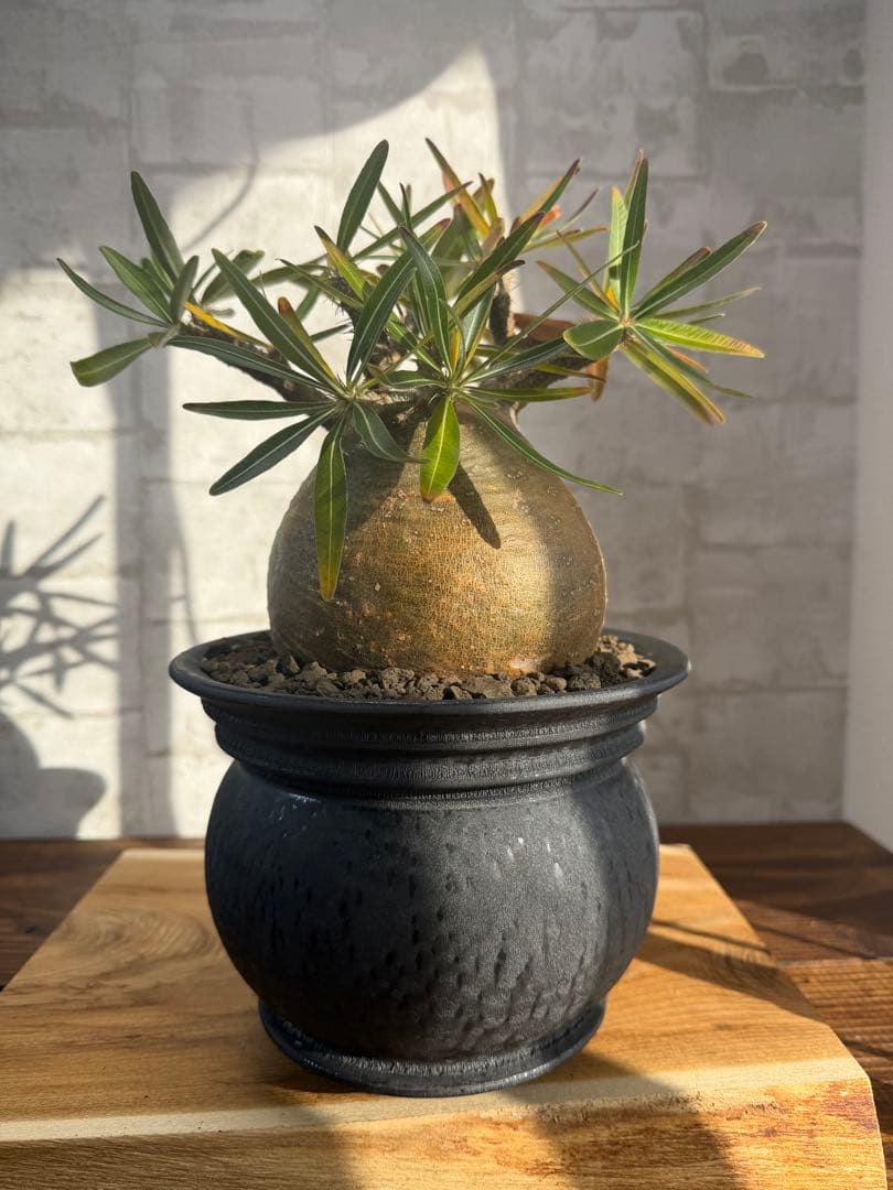 まん丸　パキポディウム　グラキリス　コレクション株　山中勇人