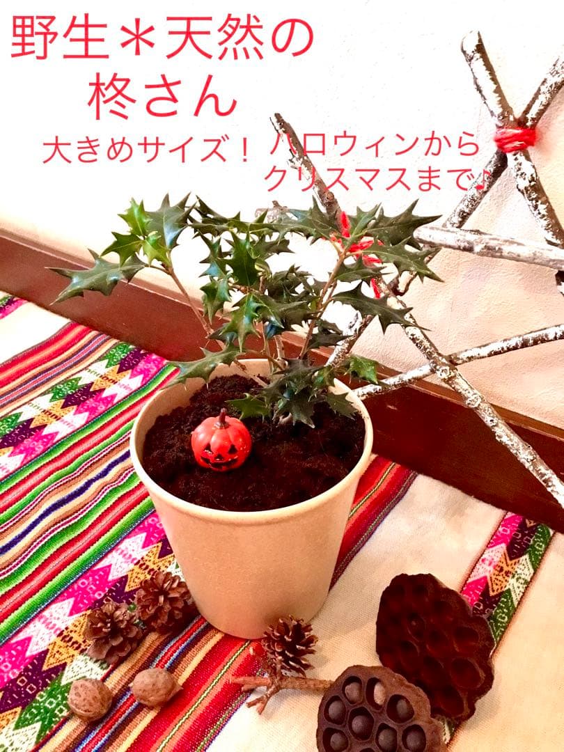 【完売】天然＊野生の可愛い柊さん/ひいらぎ/大サイズ/ハロウィンやクリスマスに