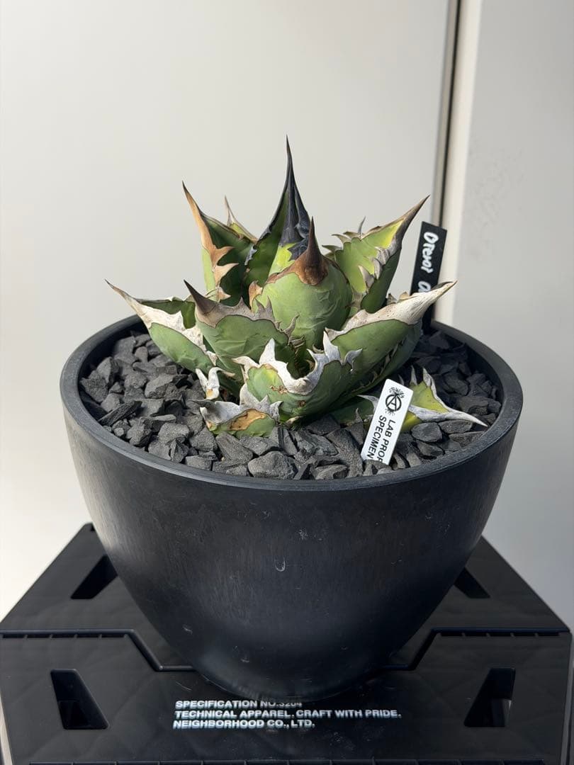 ［親株出品］アガベ　オアハカ　オテロイ