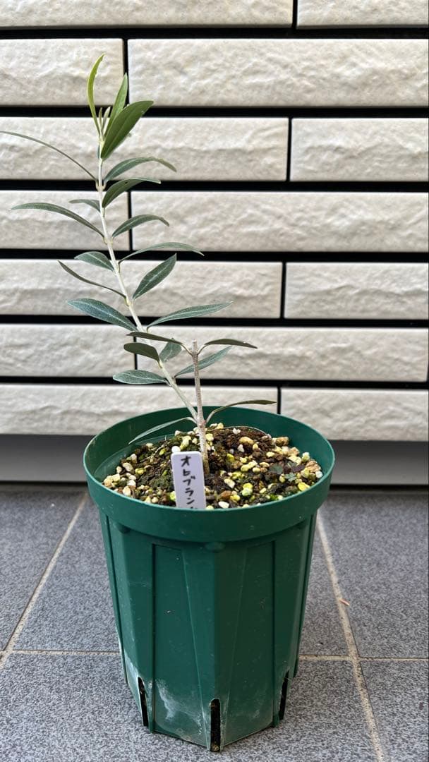 ラスト一本！　オヒブランカ（本物）4号苗　鑑定された品種　オリーブの木