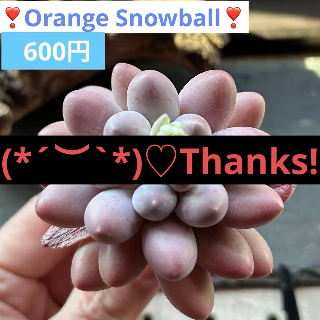 ❣️美苗♡オレンジスノーボール②❣️現品 カット エケベリア 寄せ植え 多肉植物