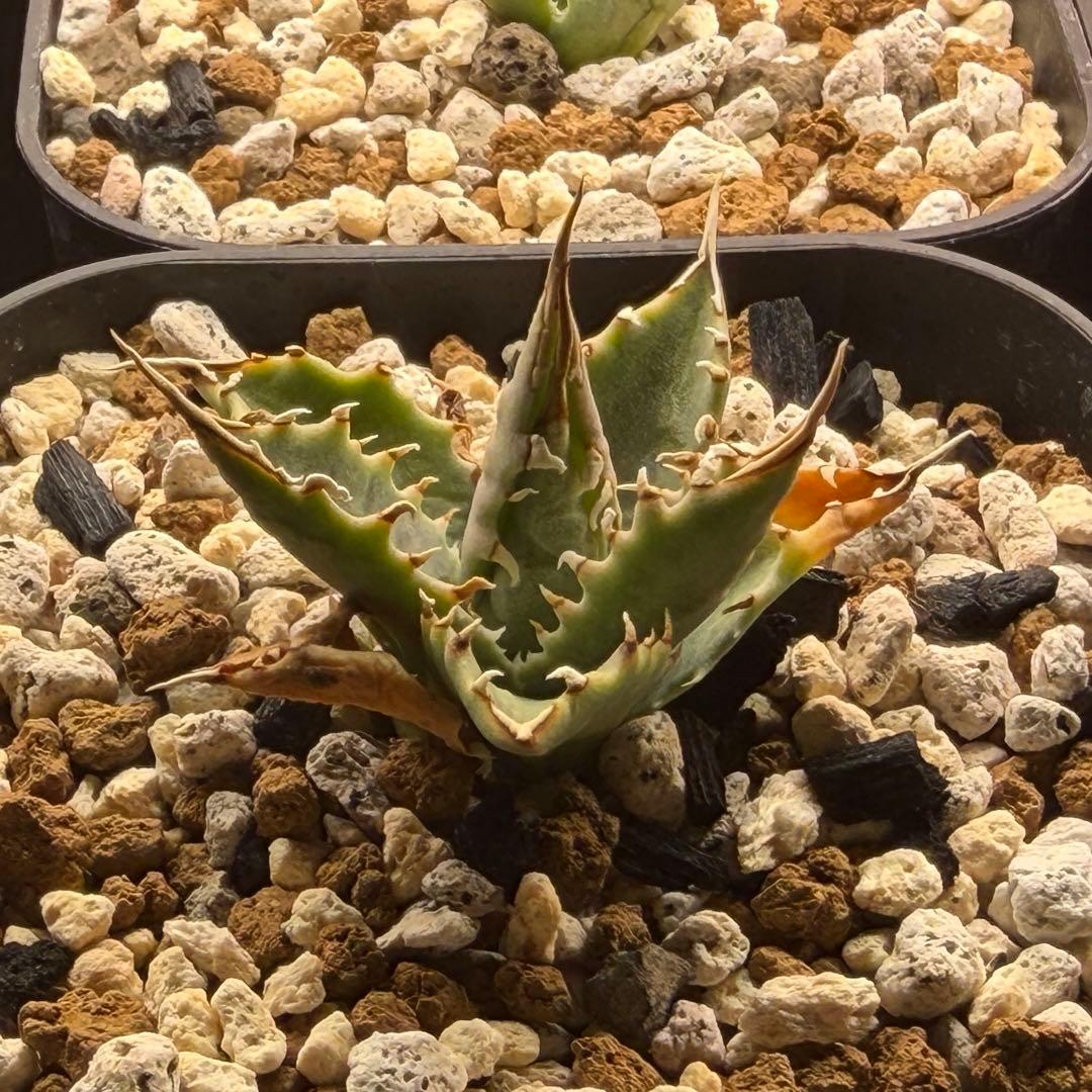 アガベ　エボリスピナ選抜実生株　鉢ごと発送　E-1