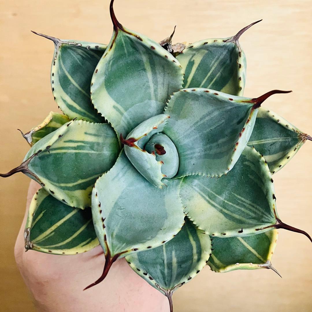 1 ライムストリーク TC株 短葉大株 アガベ パリー トランカータ 吉祥天錦