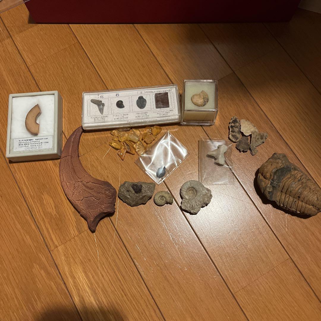 化石 アンモナイト 琥珀 亀 まとめ売り 三葉虫 スピノサウルス 爪