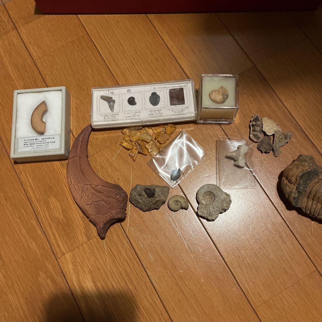 化石 アンモナイト 琥珀 亀 まとめ売り 三葉虫 スピノサウルス 爪