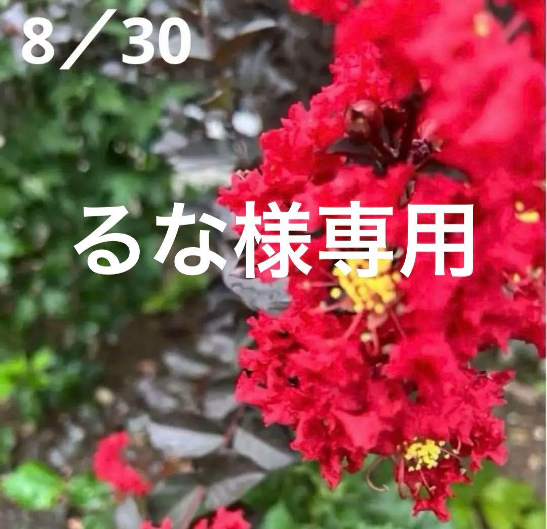 PW サルスベリ 百日紅 ブラックパール ルージュ レッド*深紅