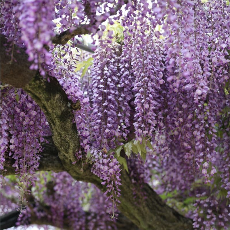 一才藤／太木 現在落葉中