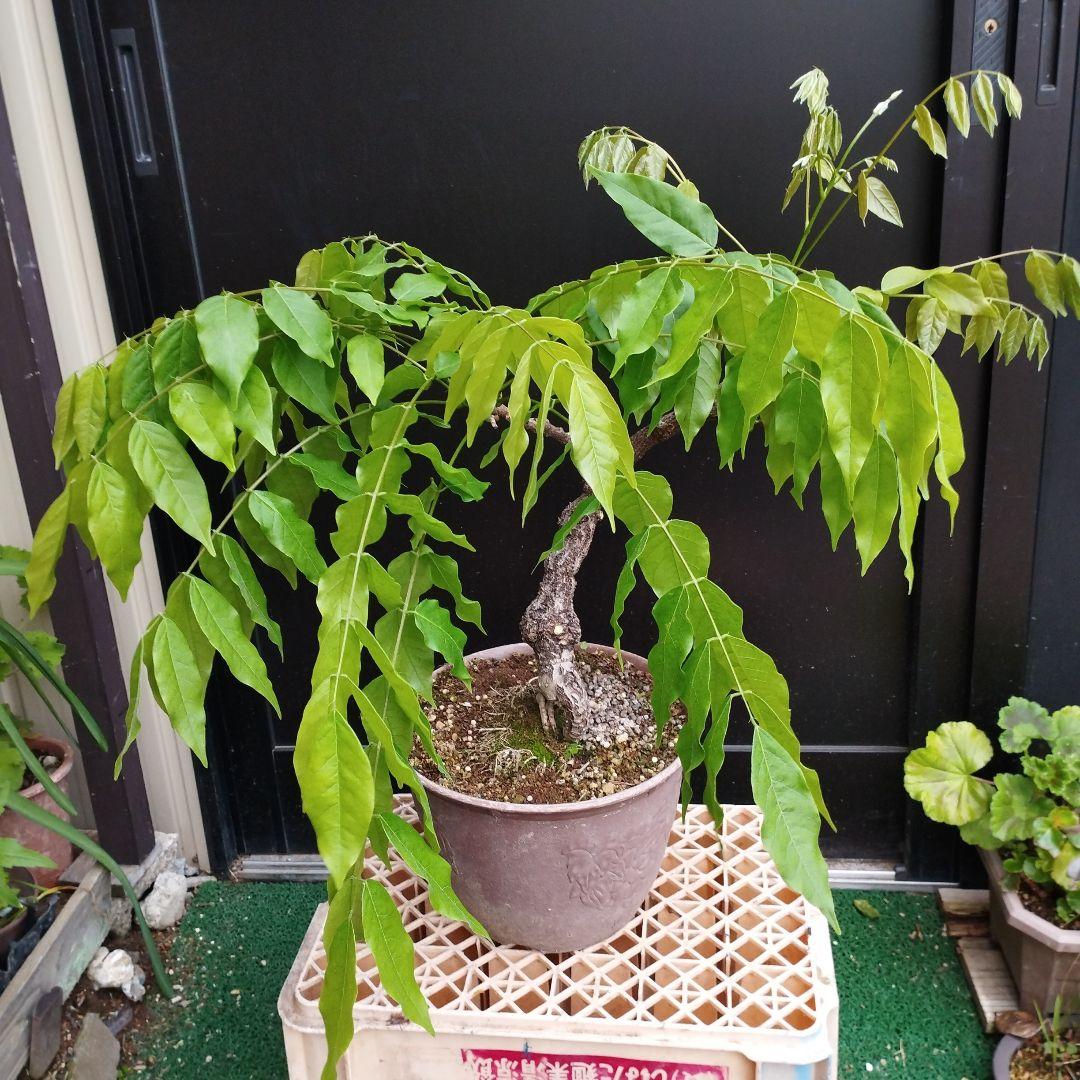 一才藤／太木 現在落葉中