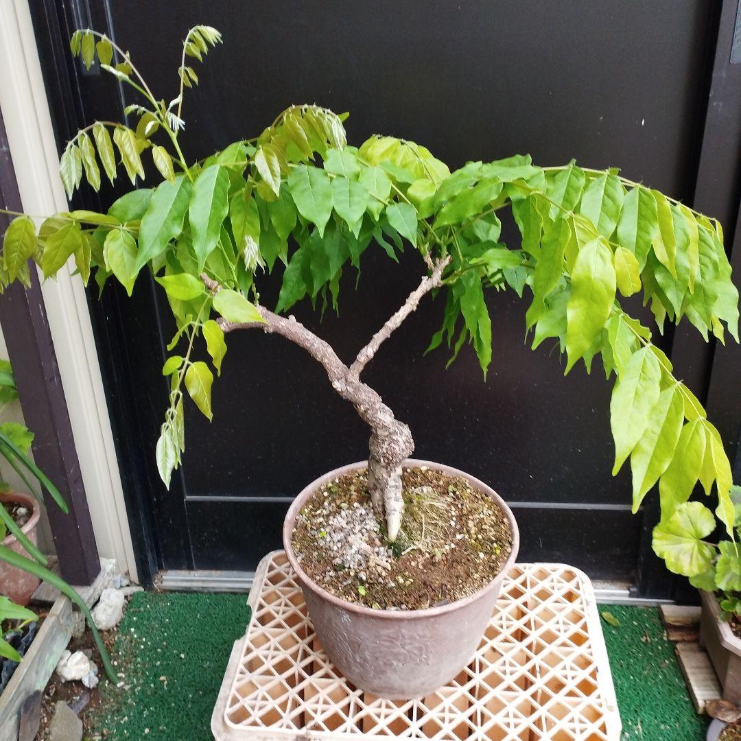 一才藤／太木 現在落葉中