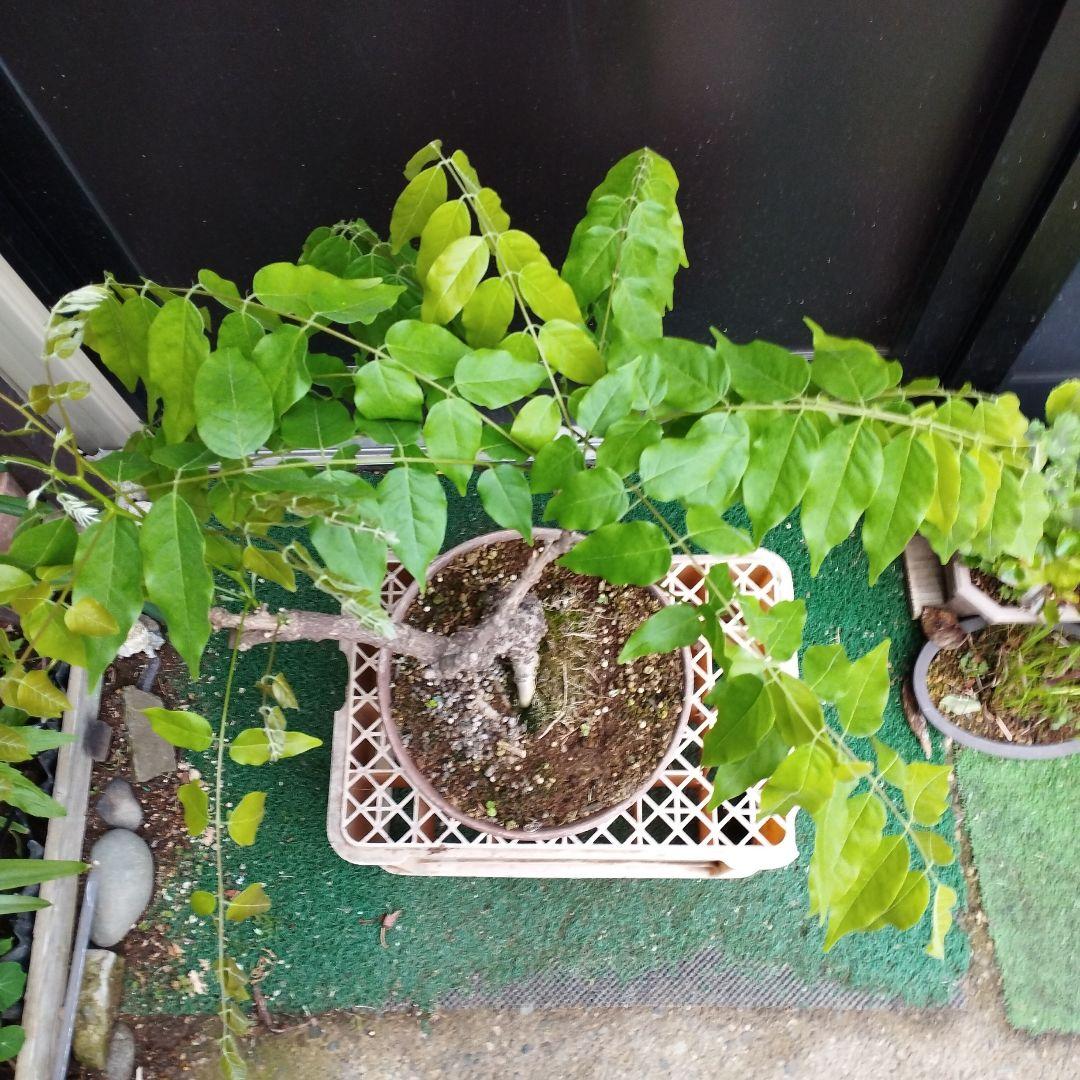 一才藤／太木 現在落葉中