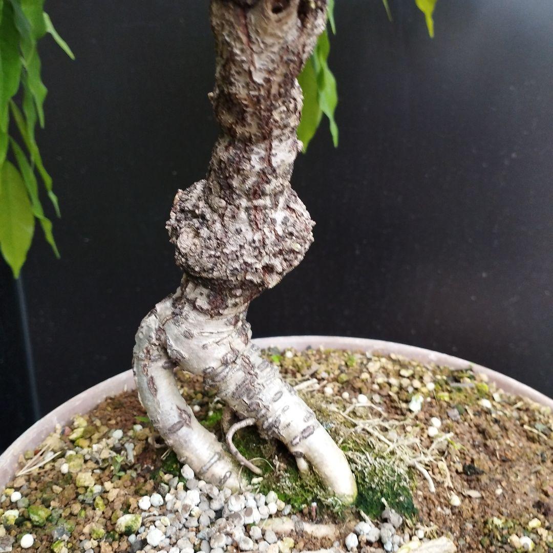 一才藤／太木 現在落葉中