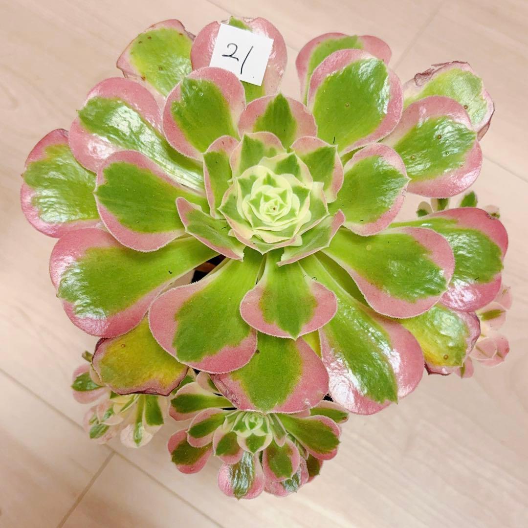 21#多肉植物アエオニウム錦❤️リバーストーン❤️ 1大頭10小頭20cm 拔き