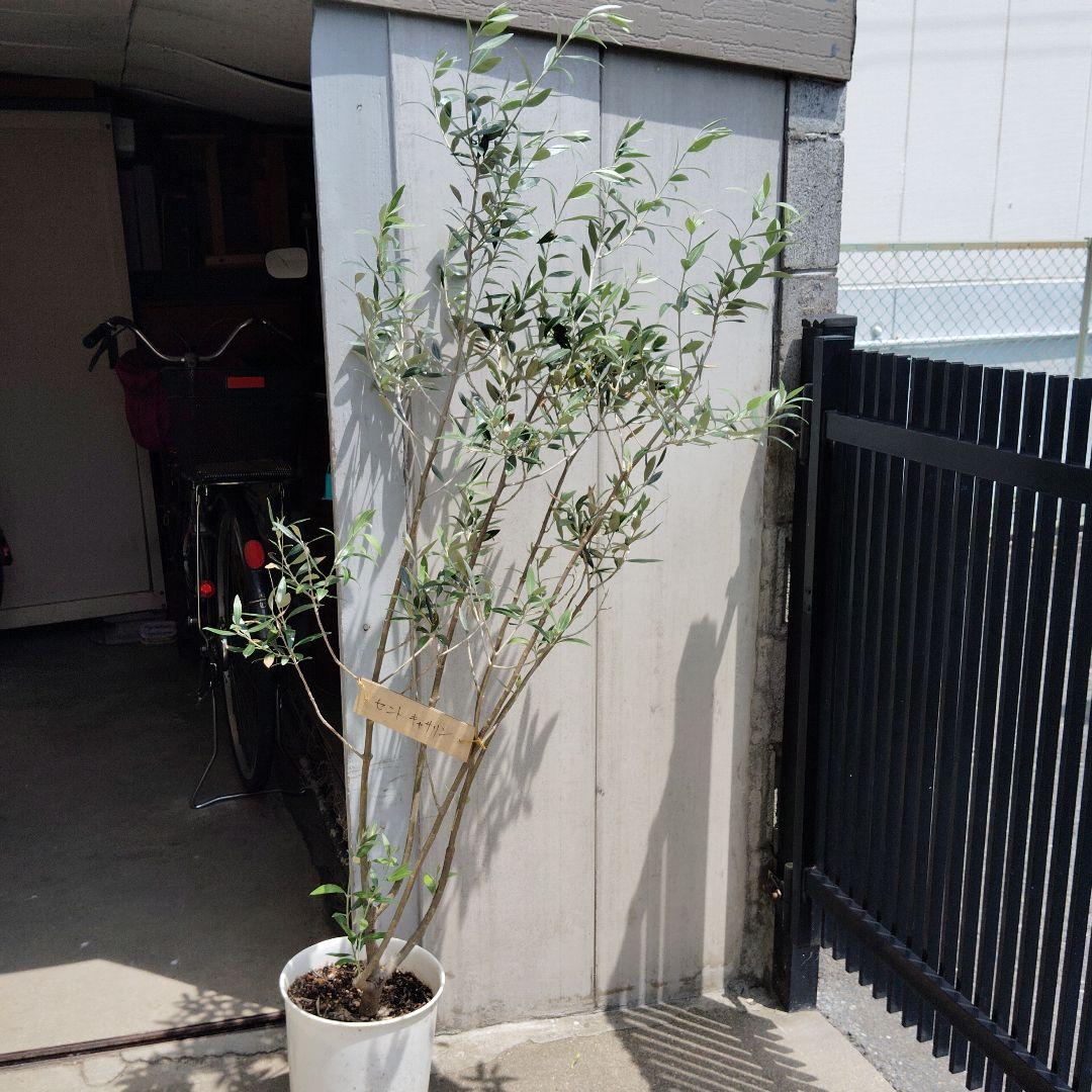 現品、オリーブの大苗※セント・キャサリン 　レア物です単体でも実がなる品種です！