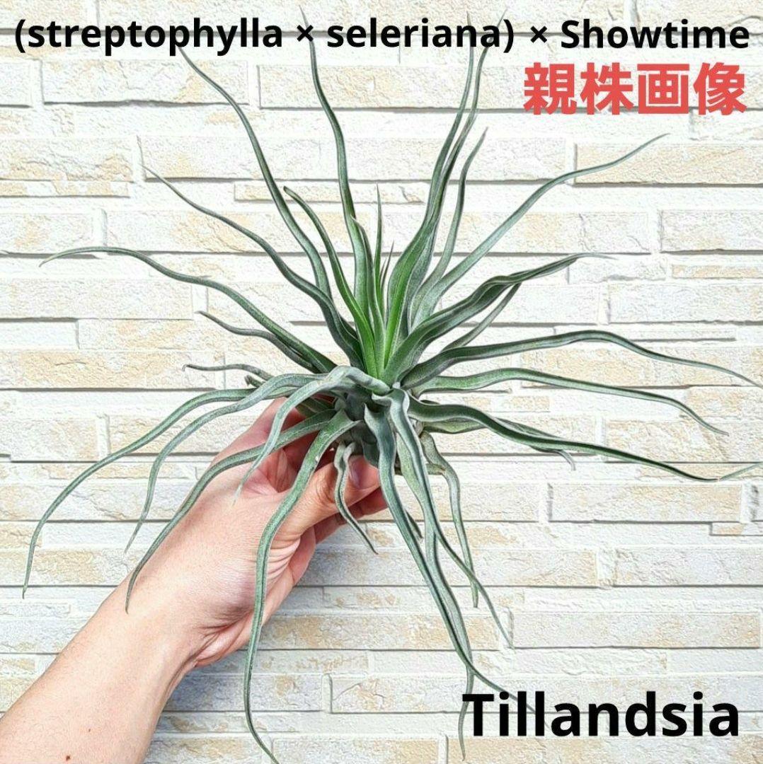 チランジア (ストレプトフィラ × セレリアナ) × ショータイム