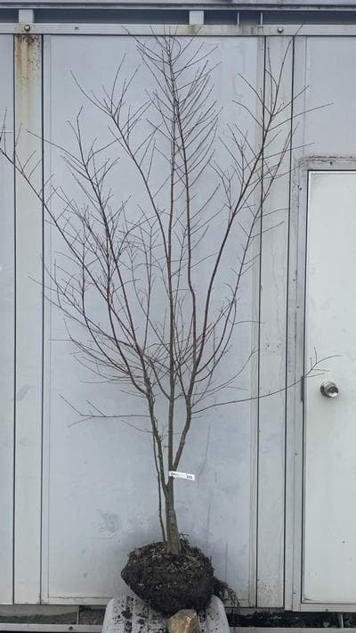 《現品》イロハモミジ　株立ち　樹高2.0ｍ（根鉢含まず）222【紅葉/苗木/植木