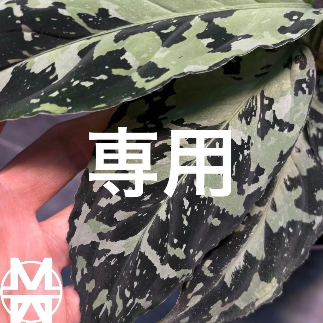 アグラオネマ　ピクタム　専用