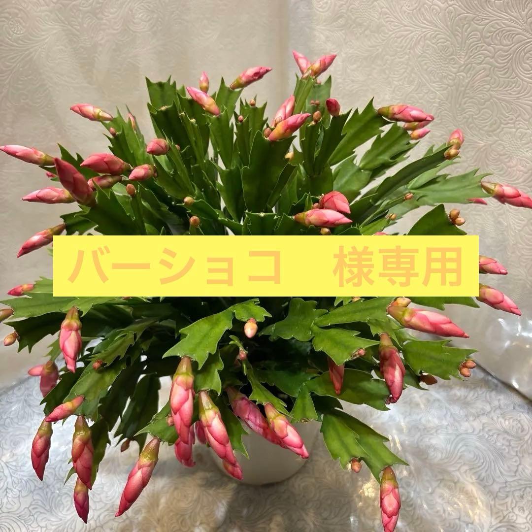 花岬農園さんのシャコバサボテン5号鉢9、10、4号25、41