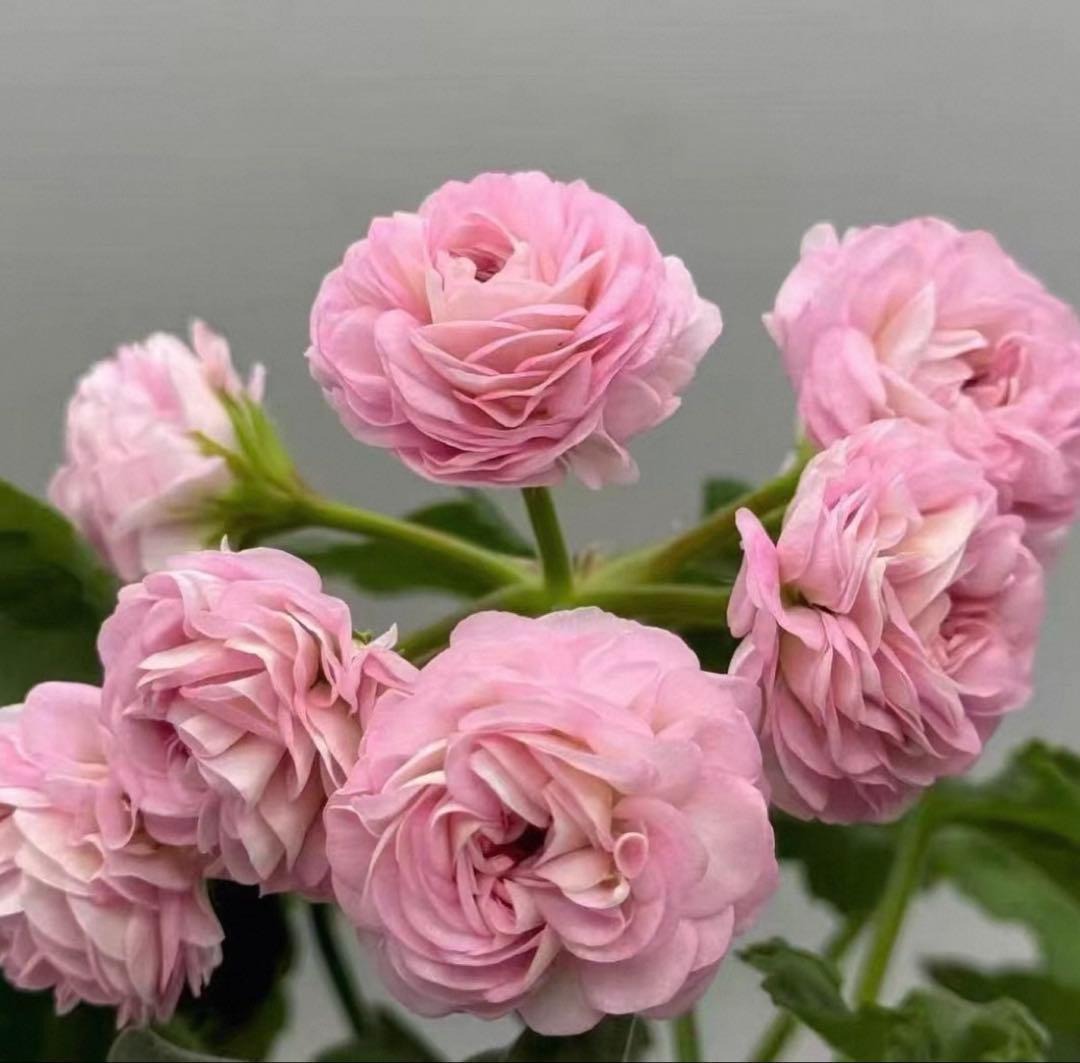 ラナンキュラス咲ゼラニウム　新品種激レア品種ゼラニウム　RL02