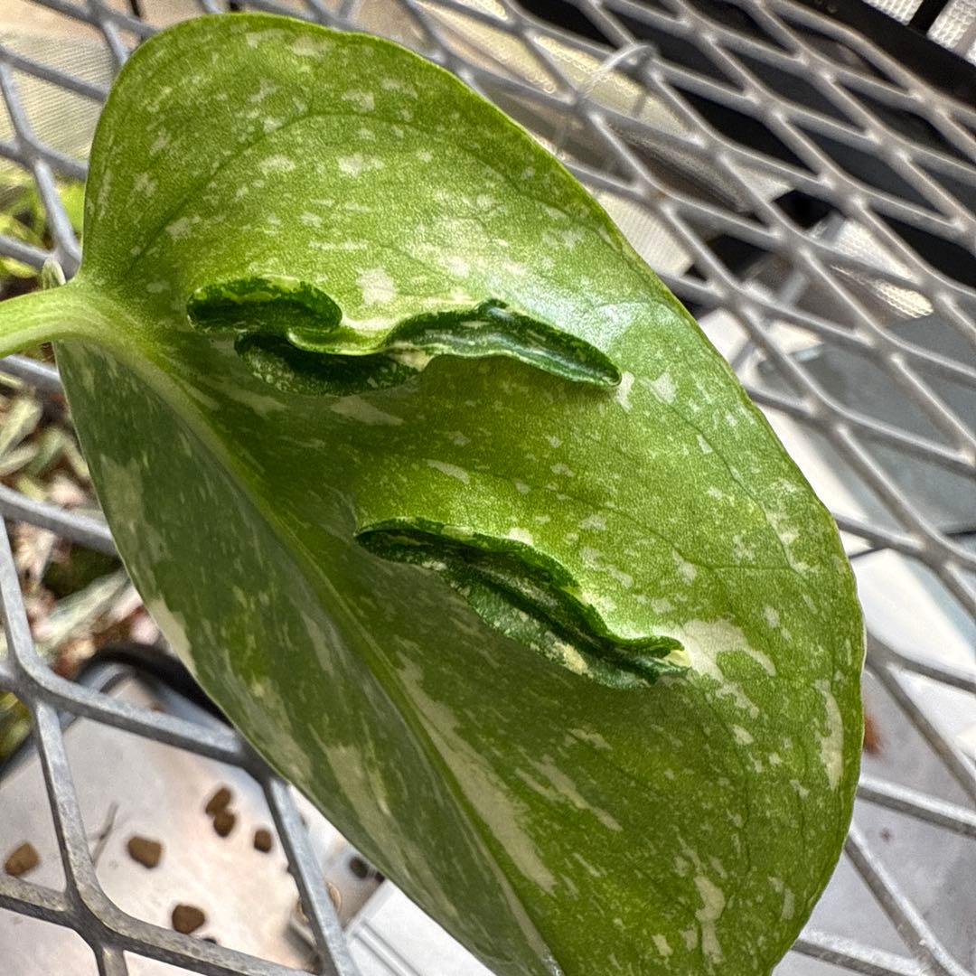 S*u様 極上 モンステラ メデューサ