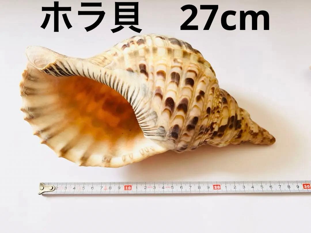 【希少】【送料込】天然ホラ貝　法螺貝　27センチ　インテリア　置物