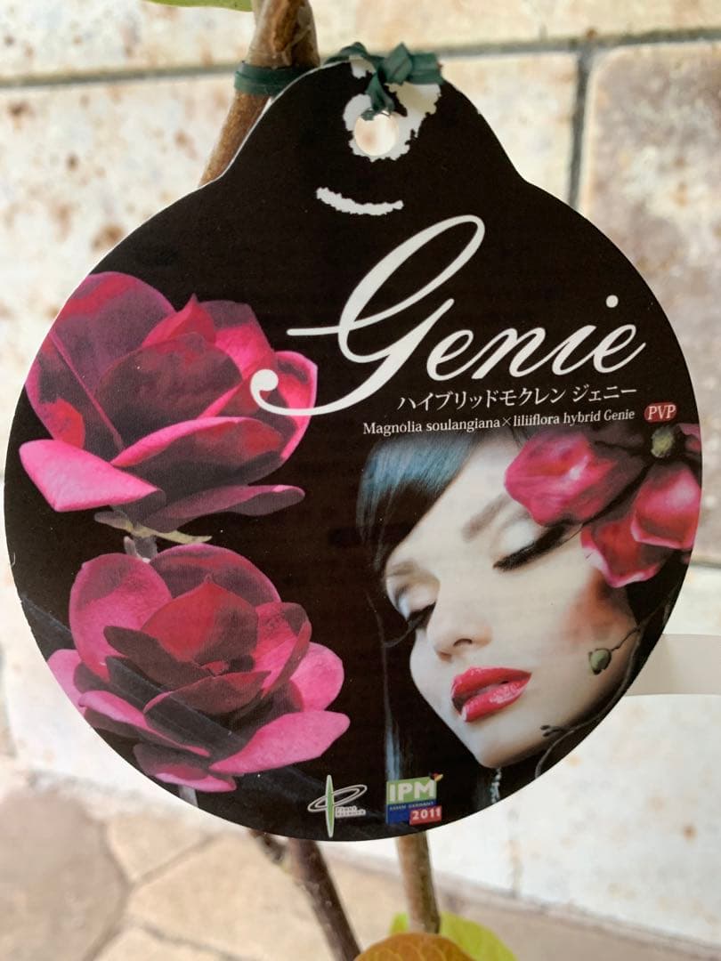 ワイン色木蓮 鉢ごと発送