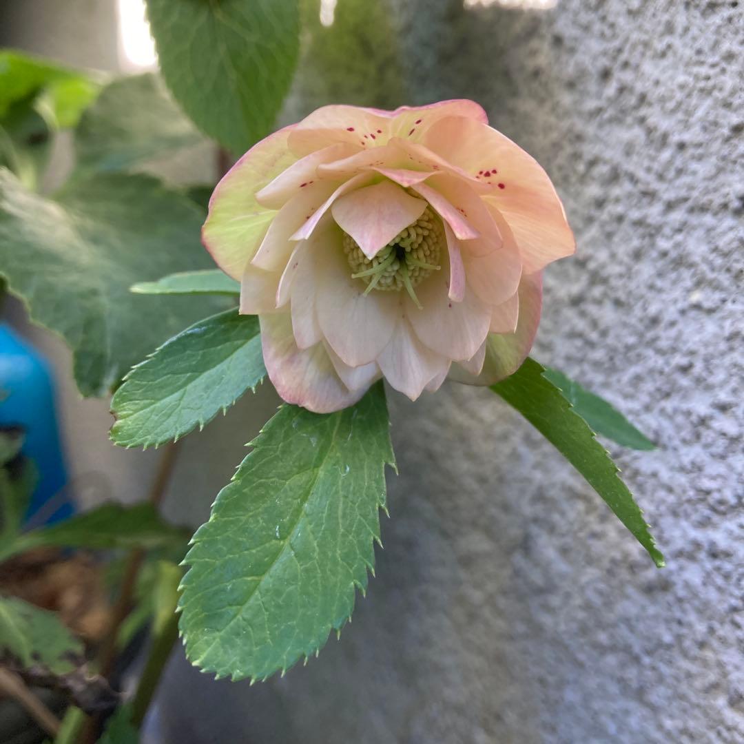 クリスマスローズ　極小輪ダブル　ピンク