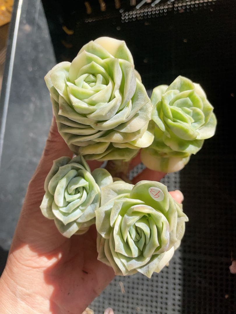 ラブリーローズ錦　古株群苗　 白斑入り　レア　エケベリア 多肉植物　三頭美斑入り