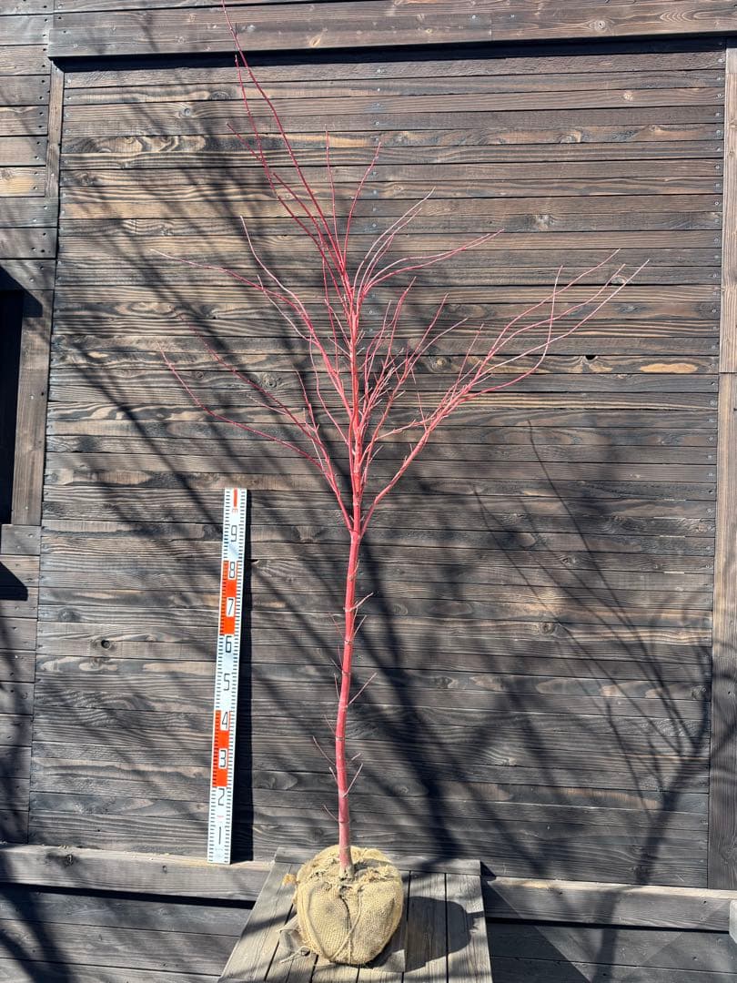 モミジ/サンゴカク（珊瑚閣 ）【現品発送】管理80038