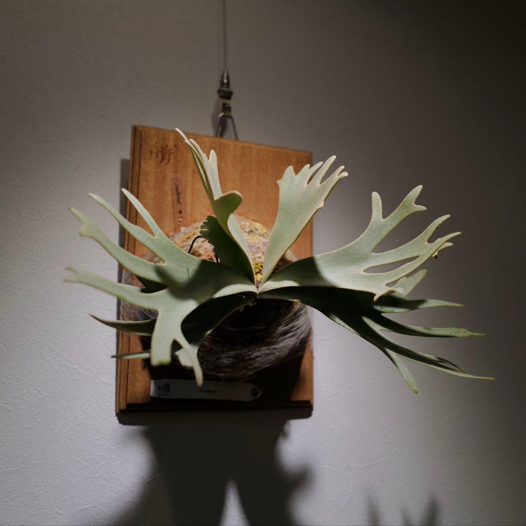 P.Gabriel pup ビカクシダ ガブリエル 株分け