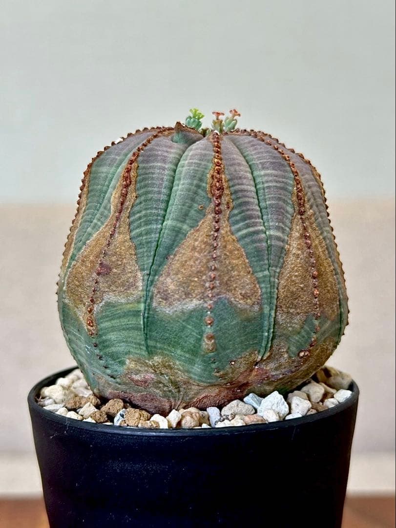 ユーフォルビア オベサ 幅7㎝ 木質化