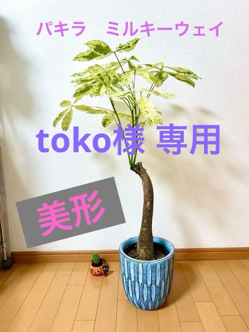 ❇ パキラ　ミルキーウェイ（美形）