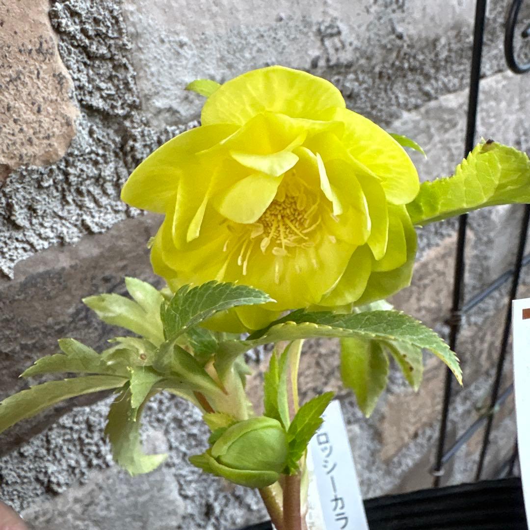 a*a様 クリスマスローズメロンゴールド