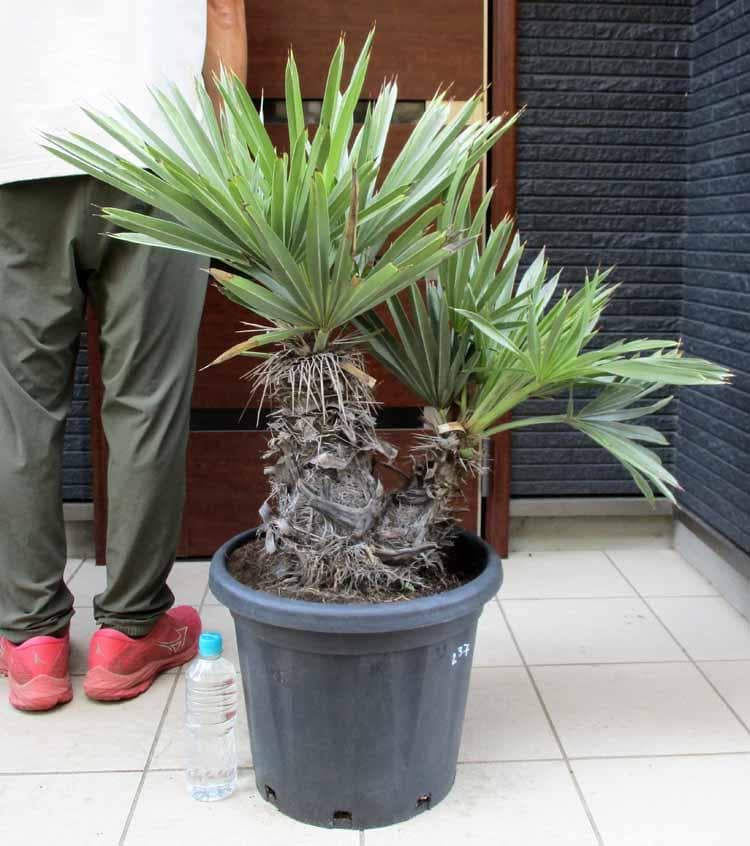 【現品】トリスリナックス・カンペストリス　ロックガーデン　椰子　13号相当　H5