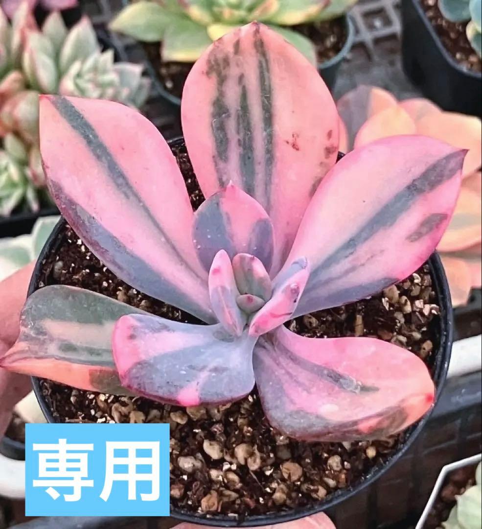 ⚠️専用　多肉植物　高級種　エンパス錦　抜き苗