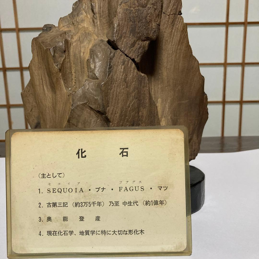 珪化木 木化石 古第三記～中生代 化石 奥能登産 形化木 台付 観賞用 オブジェ