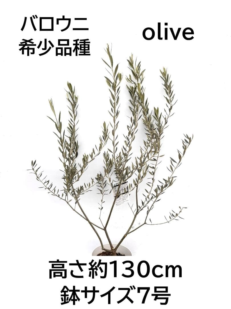 オリーブの木　ベロウニ　7号　約130cm　K-305　希少品種　現品掲載