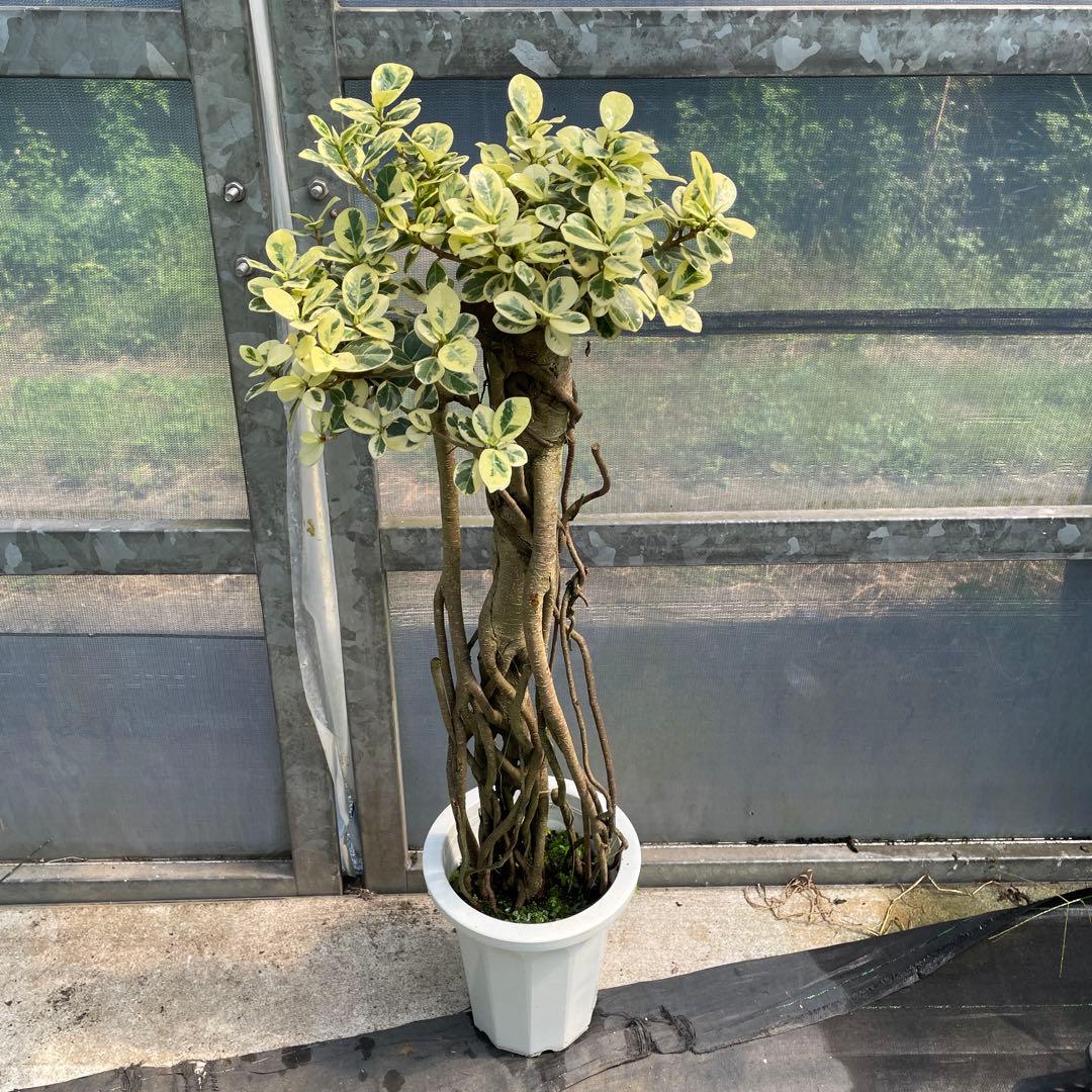 パンダガジュマル　斑入り　接木　超１点もの　8号