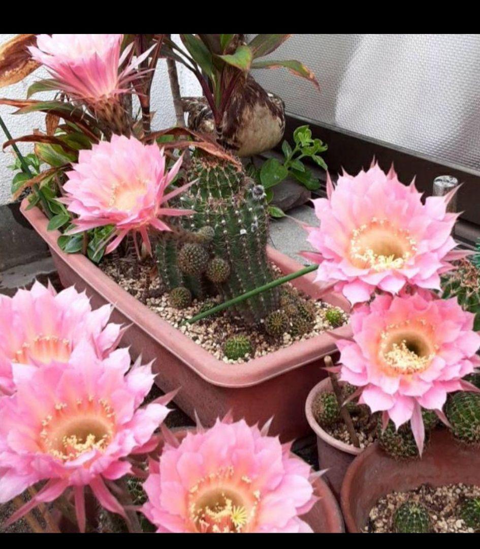 サボテンロビビオプシス 親株と成長中の子供達