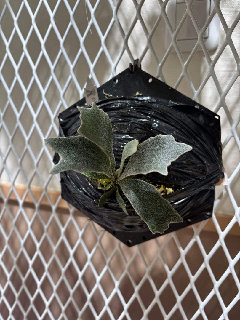 P.willinckii spur シュプール　オリジナルクローン